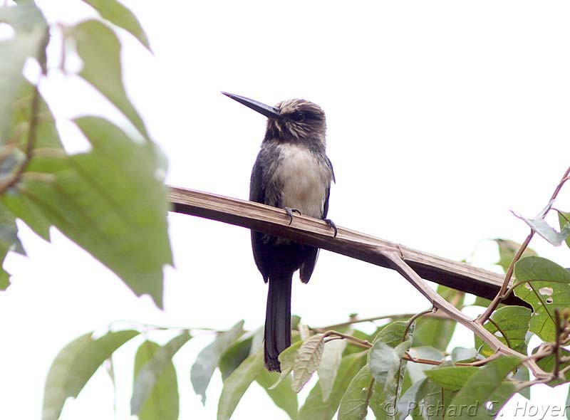…and the very local Three-toed Jacamar is always a charmer despite the lack of glitz.